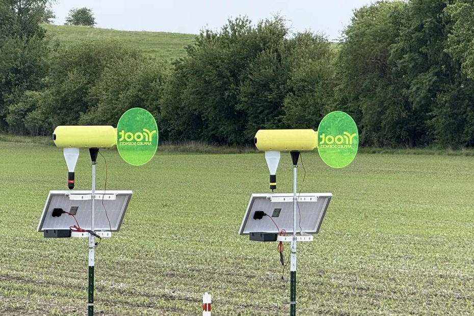 Root corn spore trapping devices deployed in a corn field